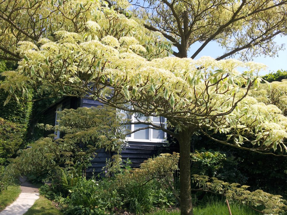 Linda to identify tree?