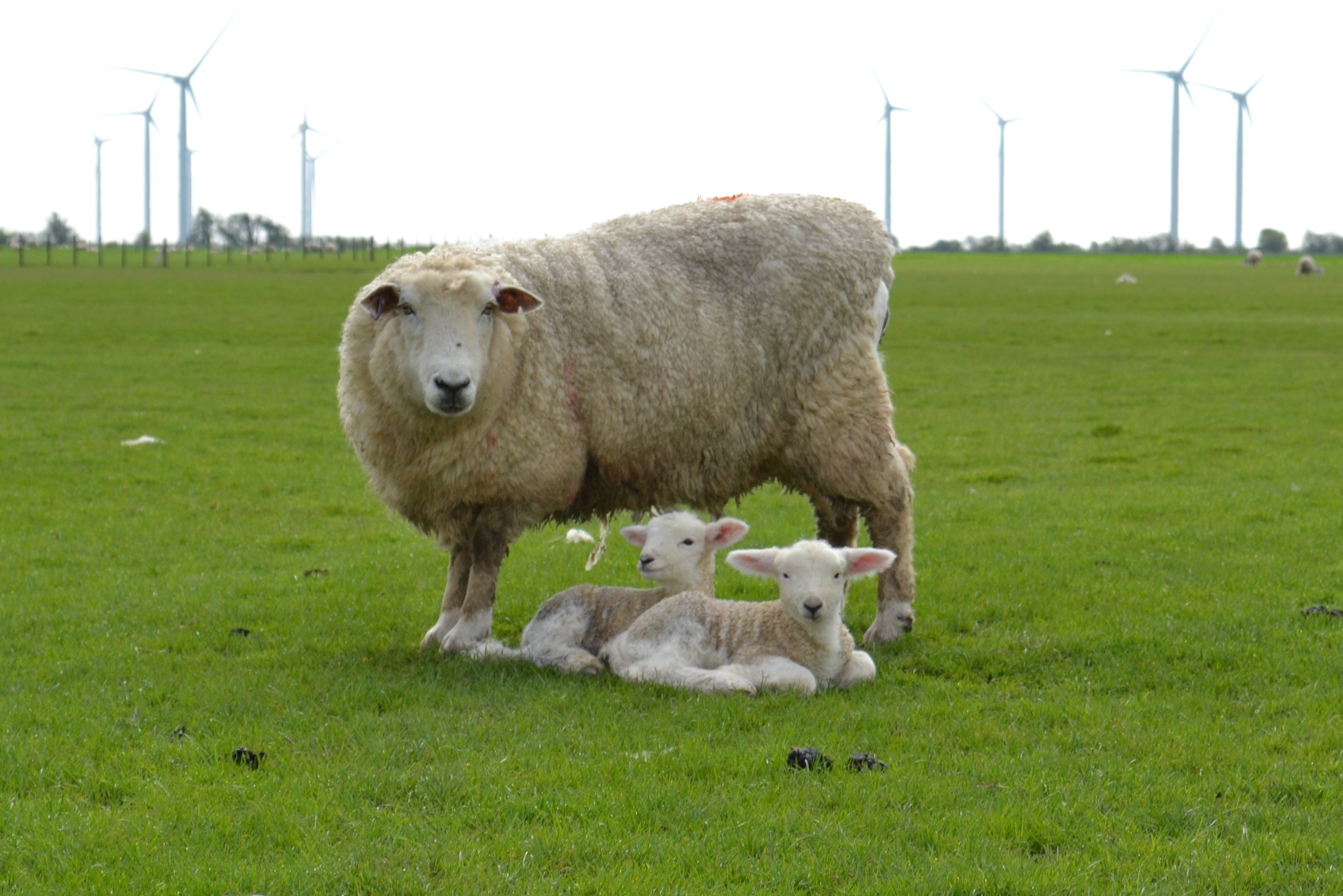 lambing-in-isolation-rye-news