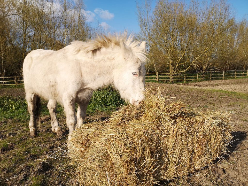 update-on-tommy-the-mule-rye-news