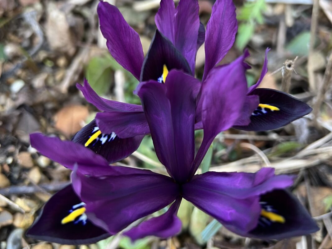 Dwarf Iris (reticulata) strutting its petals